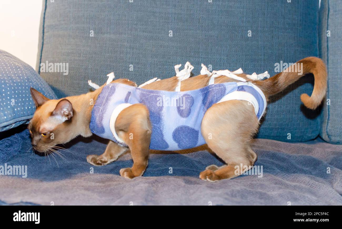 Postoperative bandage on a burmese cat. Home care of a pet after a cavitary operation