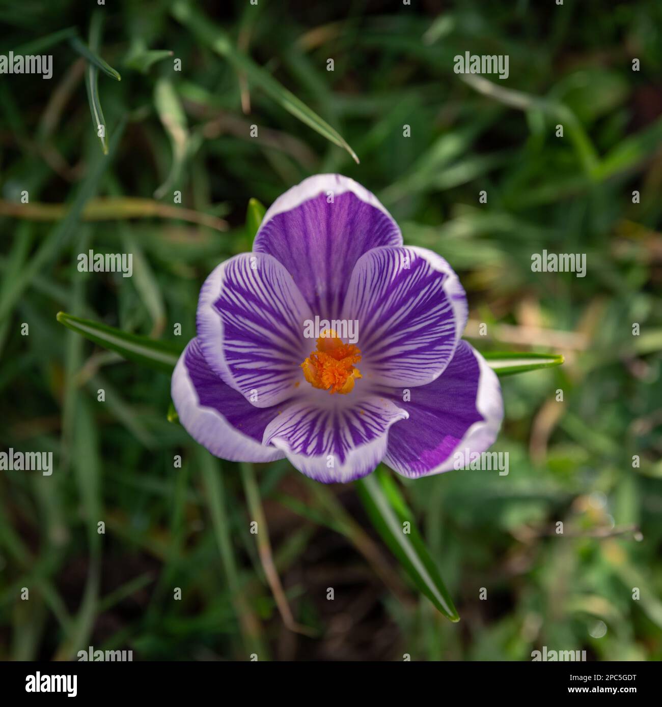 Purple crocus in the centre of the image, photograph. Spring. Crocus flower in bloom. Stock Photo