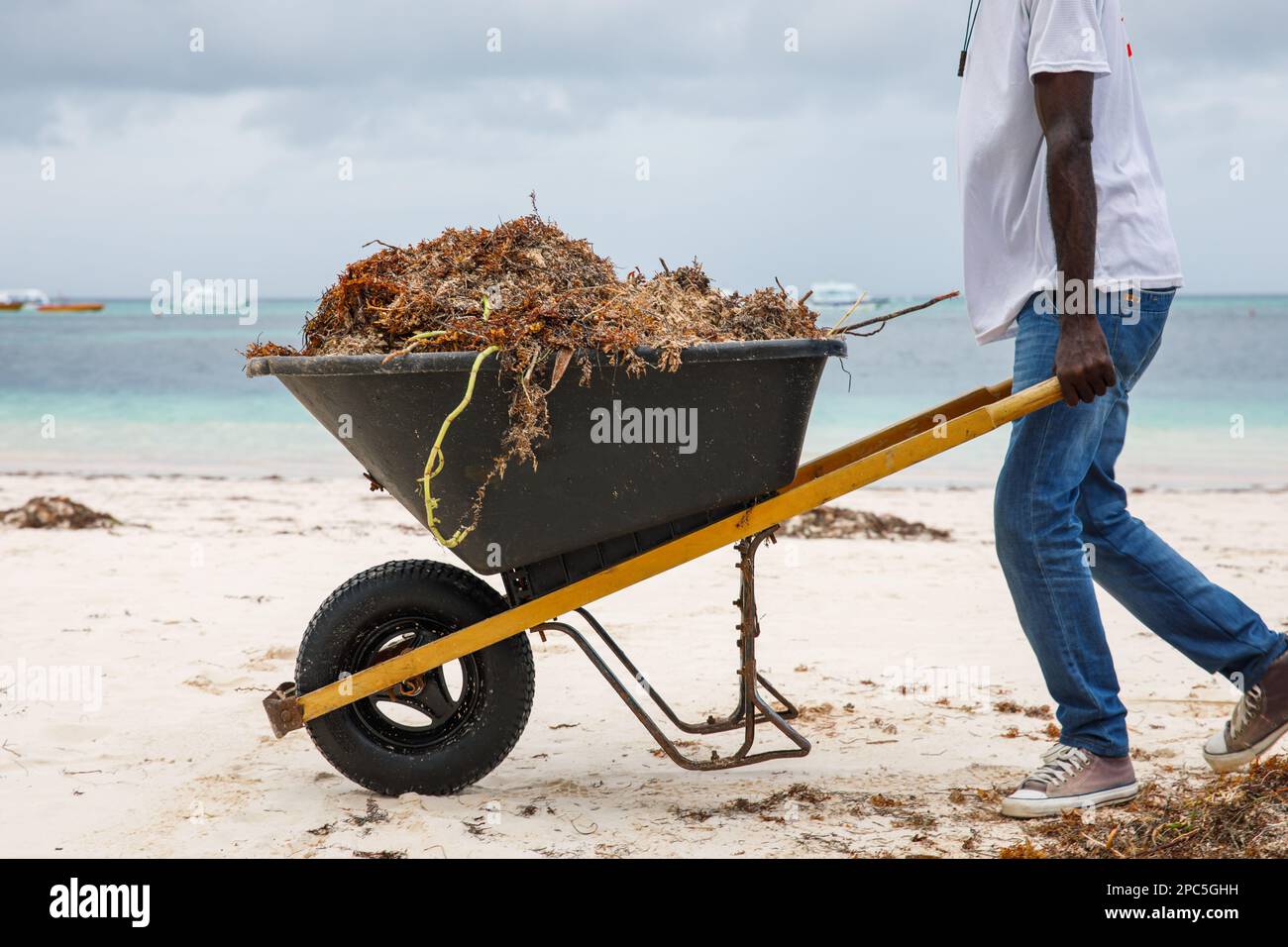 Dominican Republic Bavaro Punta cana provinces La Altagracia. Seaweed