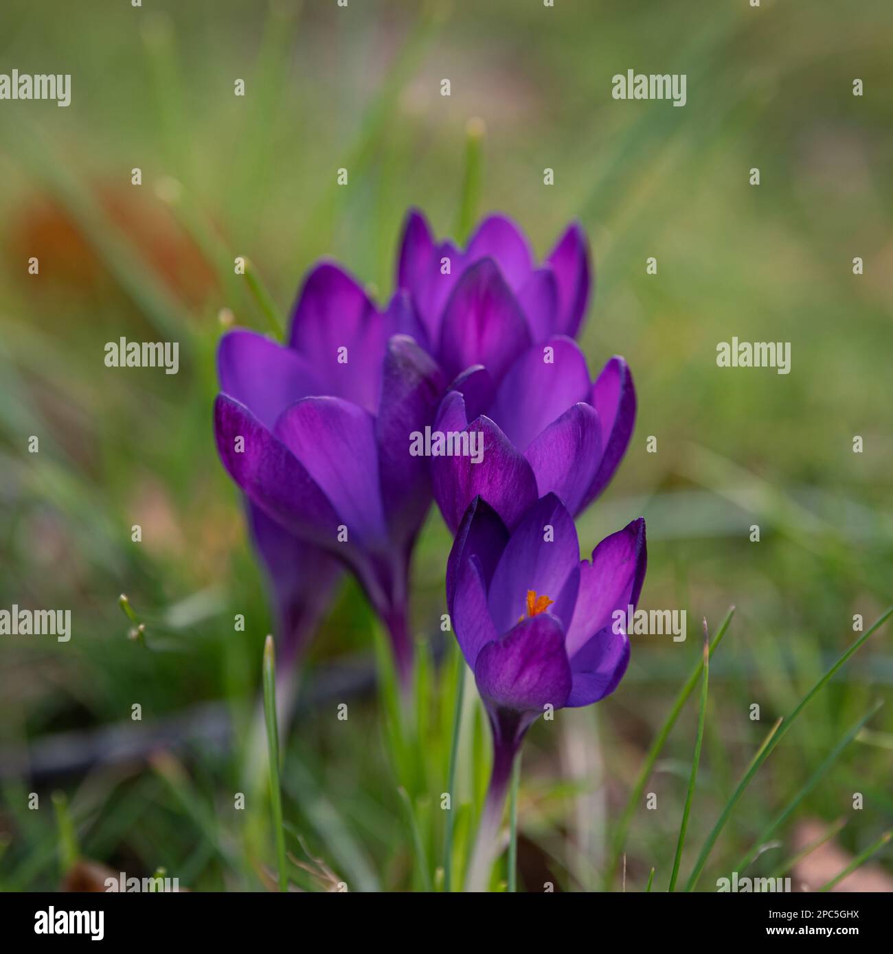 Crocuses (croci) in bloom. Purple flowers and green grass. Spring is