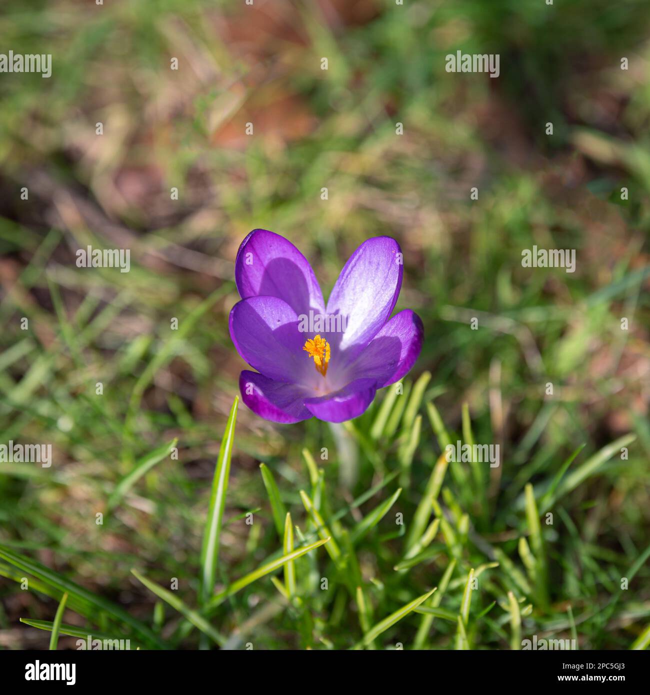 Purple crocus in the centre of the image, photograph. Spring. Crocus flower in bloom. Stock Photo