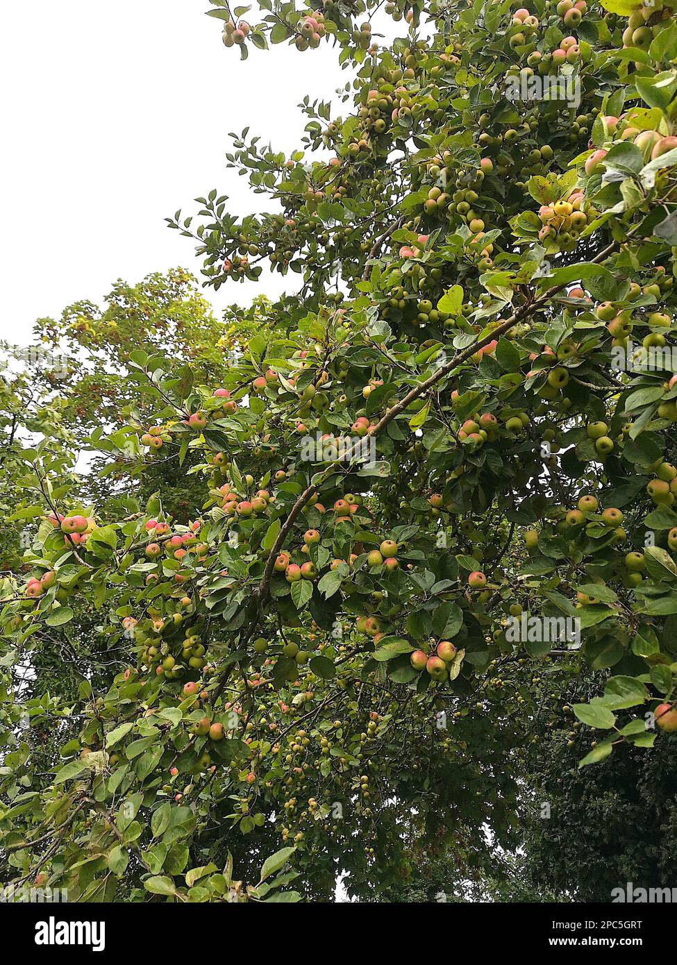 Detail of a crab apple tree laden with fruit Stock Photo Alamy