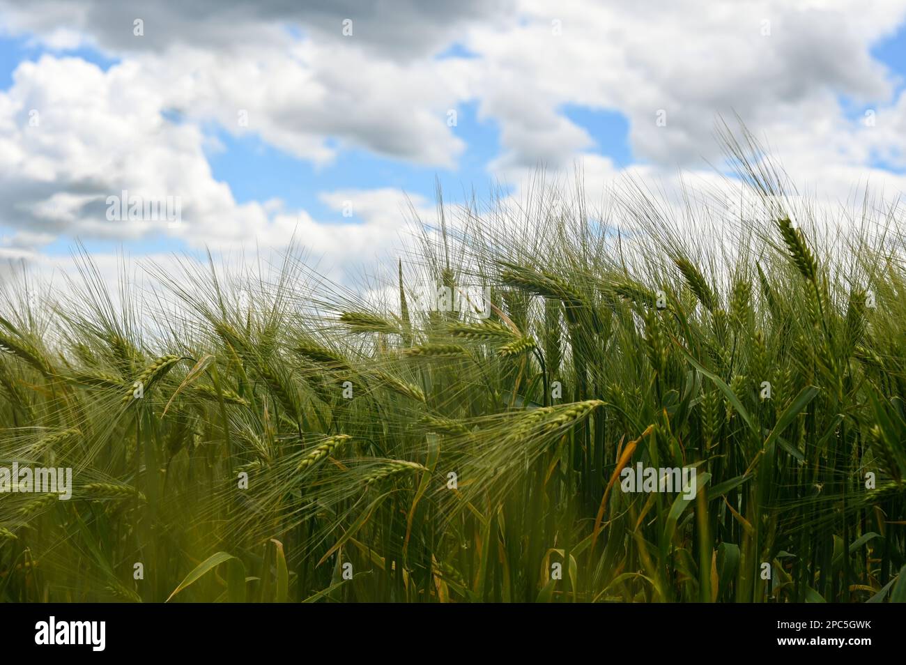 Grain field before harvest with blue sky and clouds Stock Photo - Alamy