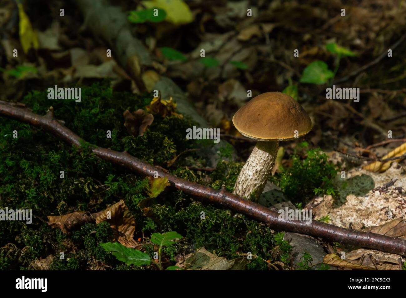 Leccinellum pseudoscabrum mushrooms in the summer. Mushrooms growing in the forest. Stock Photo