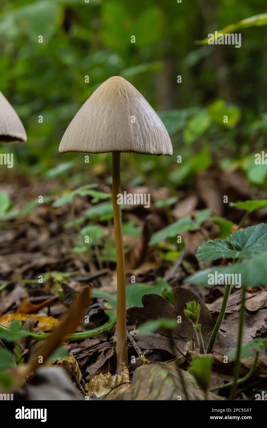 A Macro image close up of a conecap mushroom or latin name Genus Conocybe surrounded by grass. Stock Photo