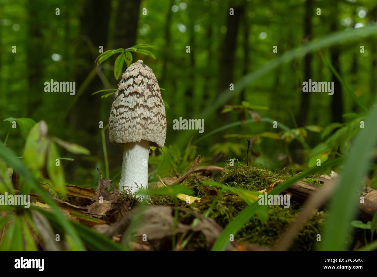 Coprinopsis picacea is a species of fungus in the Psathyrellaceae. It is commonly called magpie fungus. Small mushroom in autumn. Stock Photo