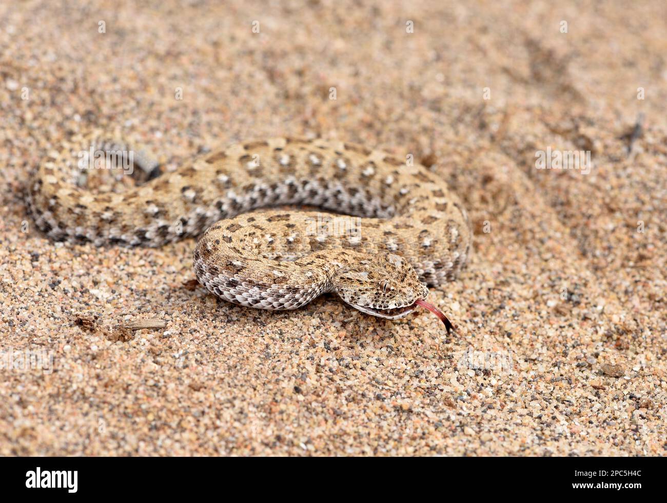 Namaqua Dwarf Adder (Bitis schneideri) moving over sand with tongue extended, Oranjemund, Namibia, January Stock Photo