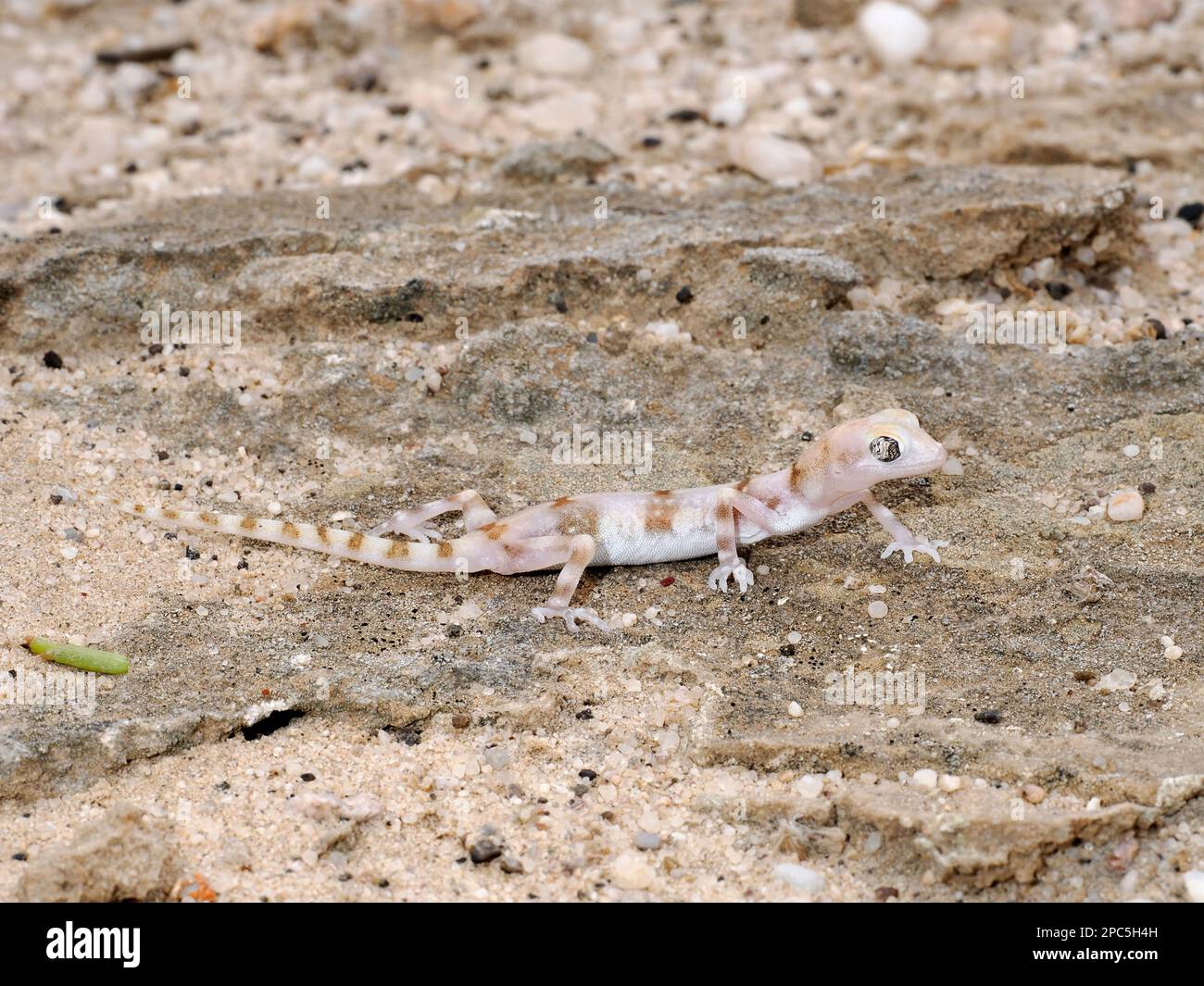 Namib Ghost Gecko (Pachdactylus kochii) resting on sandy ground, Namibia, January Stock Photo