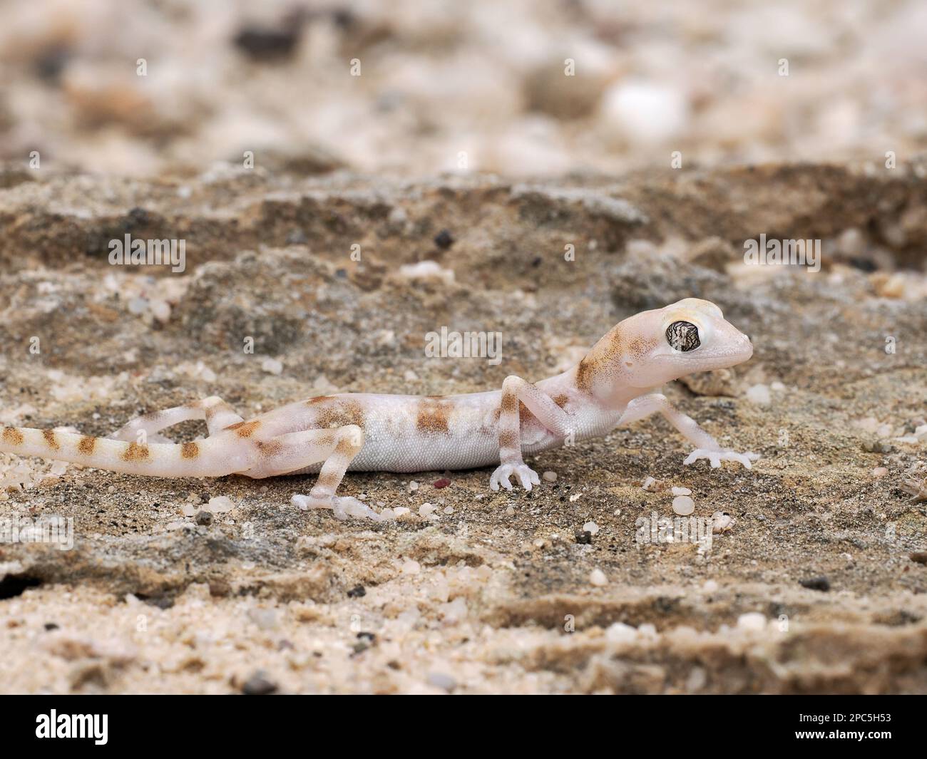 Namib Ghost Gecko (Pachydactylus kochii) resting on sandy ground, Namibia, January Stock Photo