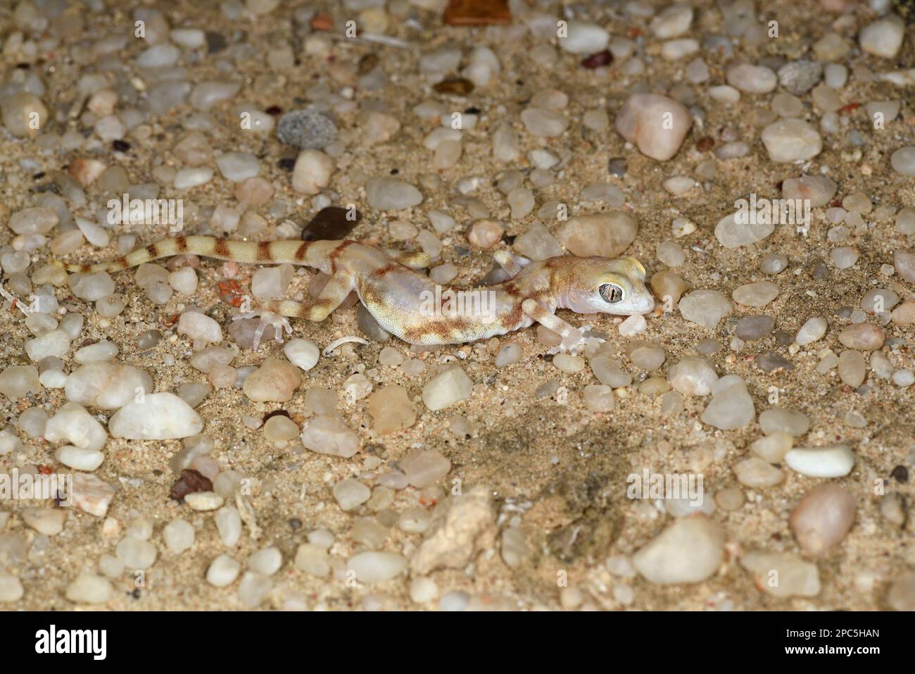 Namib Ghost Gecko (Pachydactylus kochii) resting on rocky sandy ground, Namibia, January Stock Photo