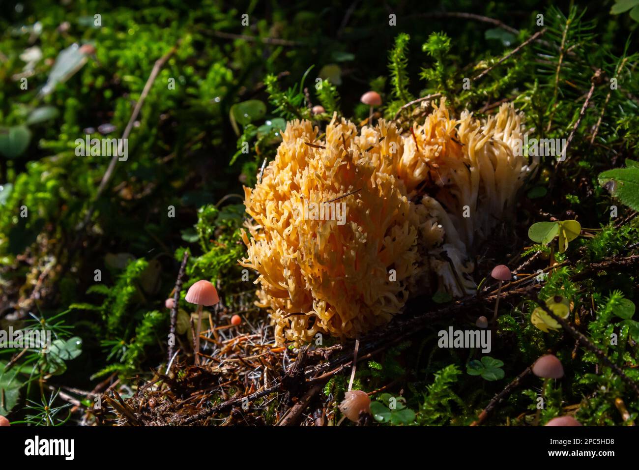 yellow edible coral mushroom Ramaria flava mushroom in the forest, close-up. Stock Photo