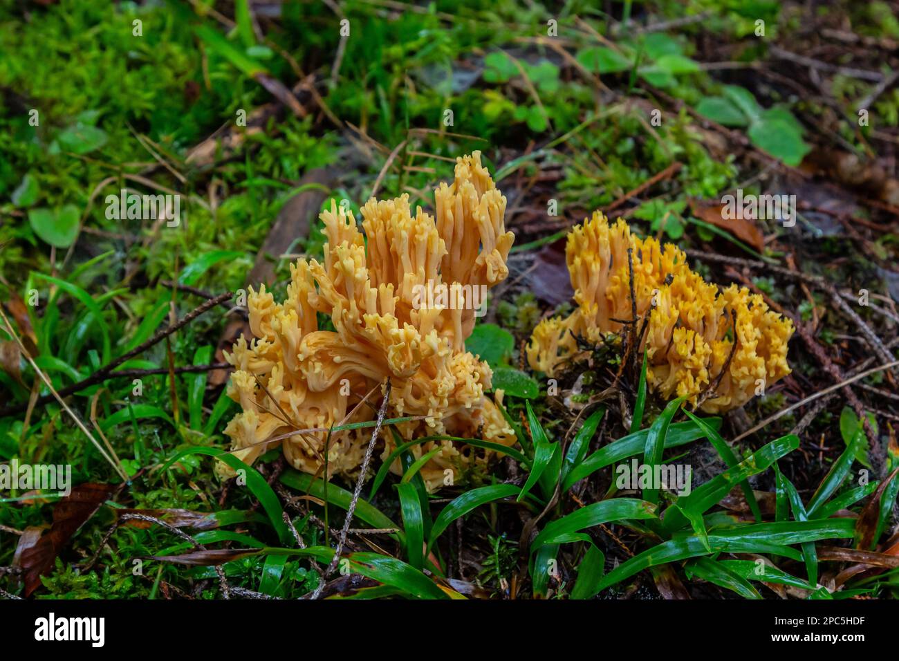 yellow edible coral mushroom Ramaria flava mushroom in the forest, close-up. Stock Photo