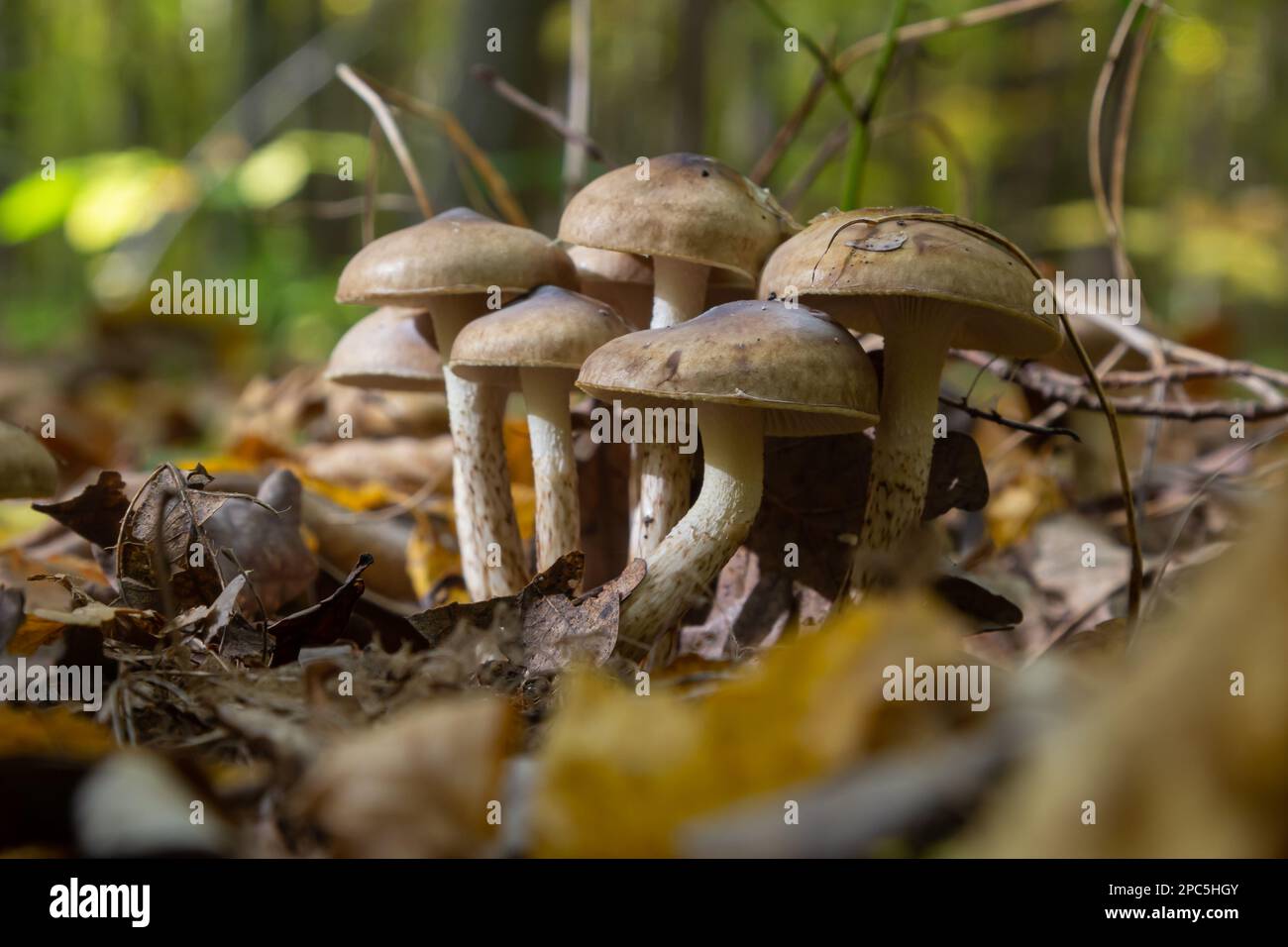 Small Gassy webcap, Cortinarius traganus, poisonous mushrooms in forest close-up, selective focus, shallow DOF. Stock Photo