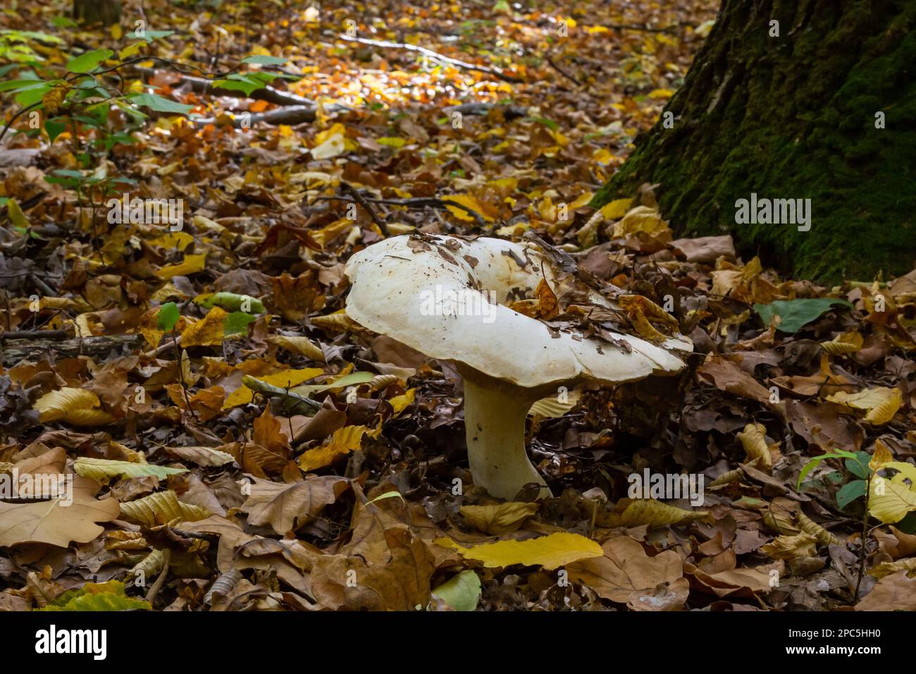 Lactifluus vellereus formerly Lactarius vellereus fungus in the forest. Stock Photo