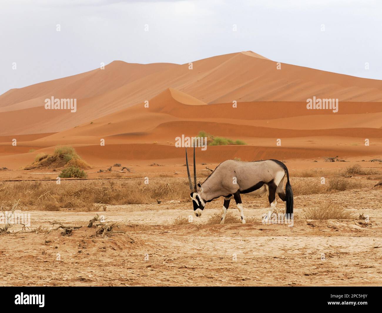 Gemsbok or South African Oryx (Oryx gazelle) walking in sandy dune environment, Namibia, January Stock Photo