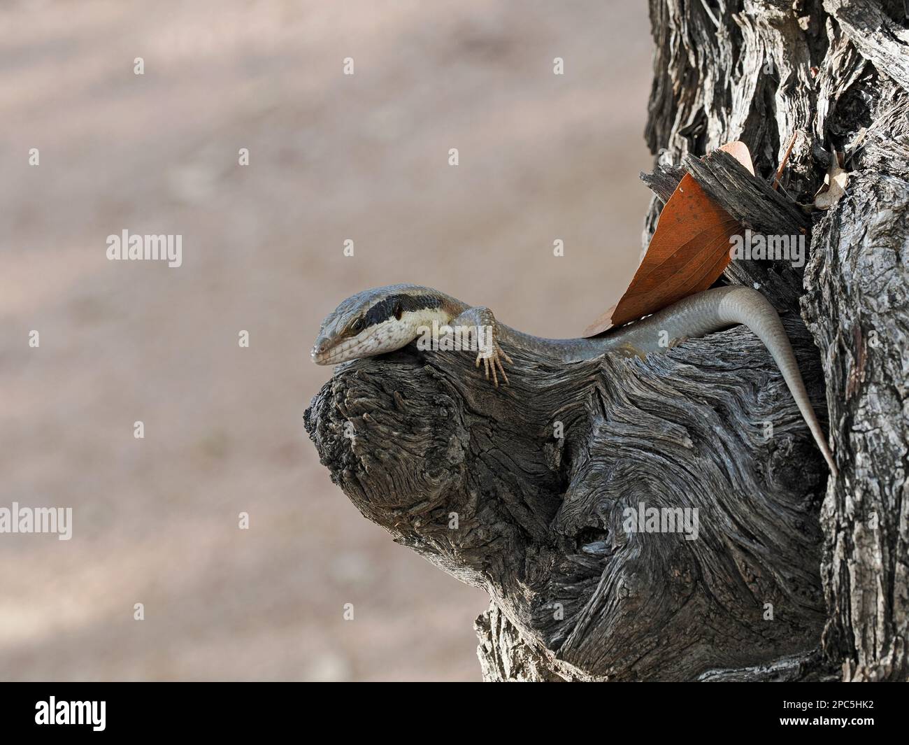 Ovambo Tree Skink (Trachylepis binotata) adult resting on tree stump, Namibia, January Stock Photo