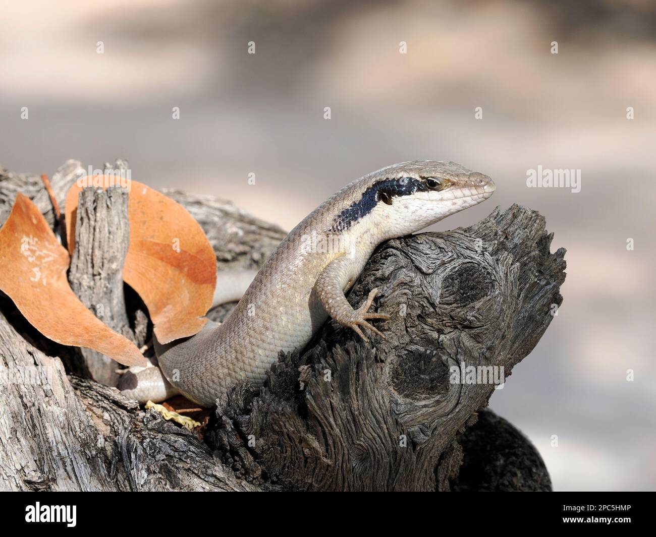 Ovambo Tree Skink (Trachylepis binotata) adult resting on tree stump, Namibia, January Stock Photo