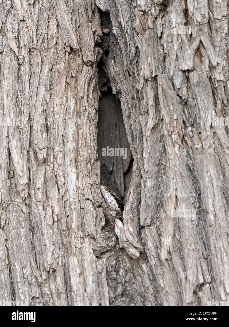 Ovambo Tree Skink (Trachylepis binotata) adult peering out of crevice in old tree trunk, Namibia, January Stock Photo
