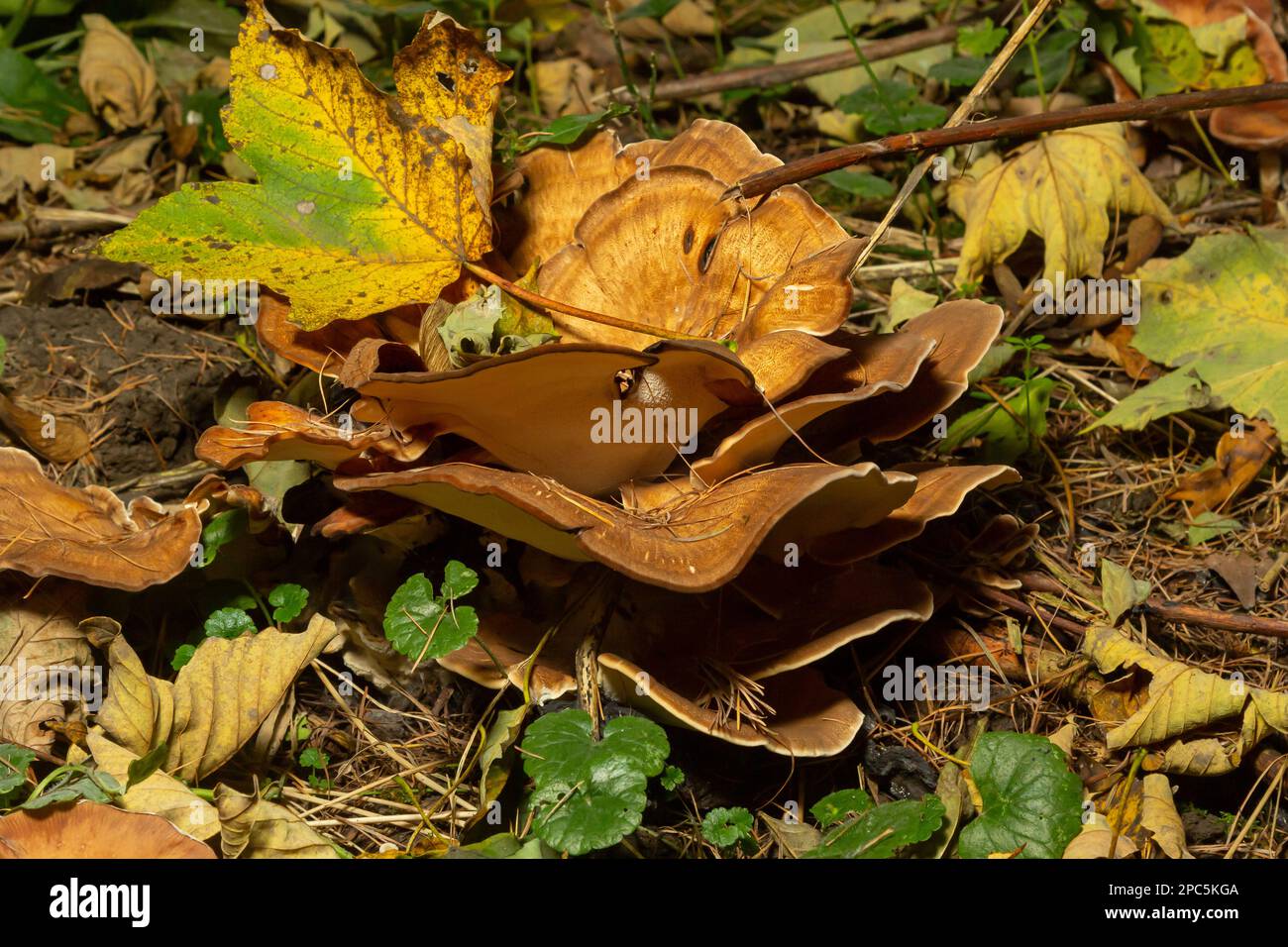 Meripilus giganteus in the forest. Meripilus giganteus, polypore fungus ...