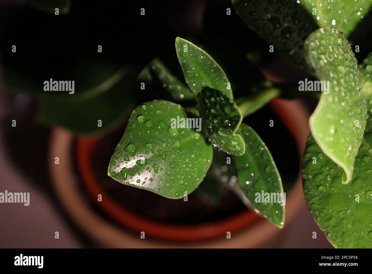 Wet plant leaves hi-res stock photography and images - Alamy