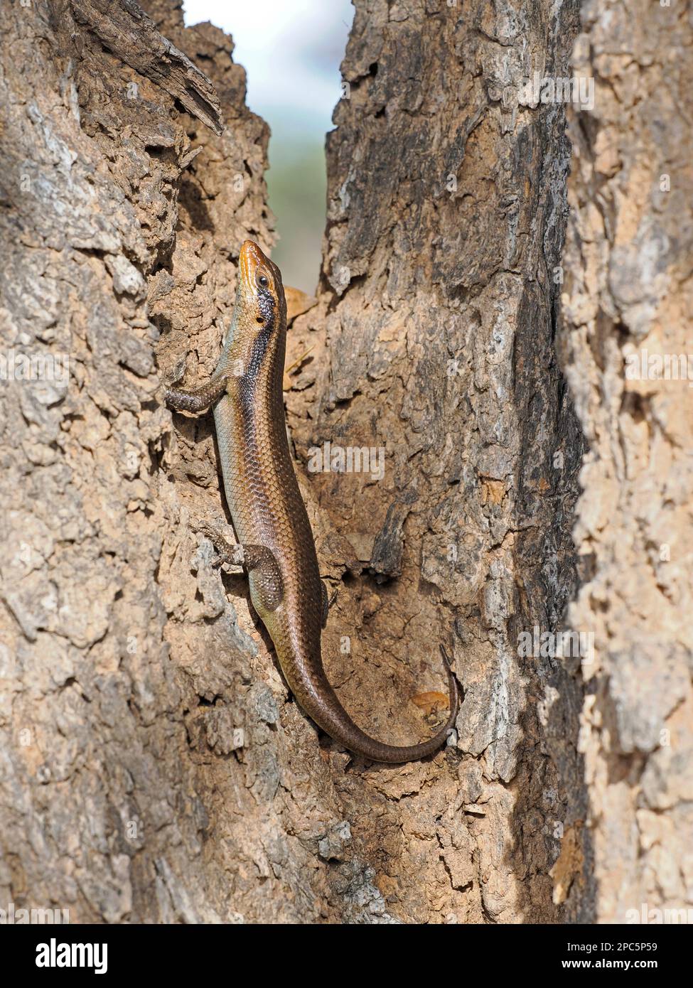 Wahlberg’s Skink (Trachylepis wahlbergii) adult resting in crevice in tree, Namibia, January Stock Photo