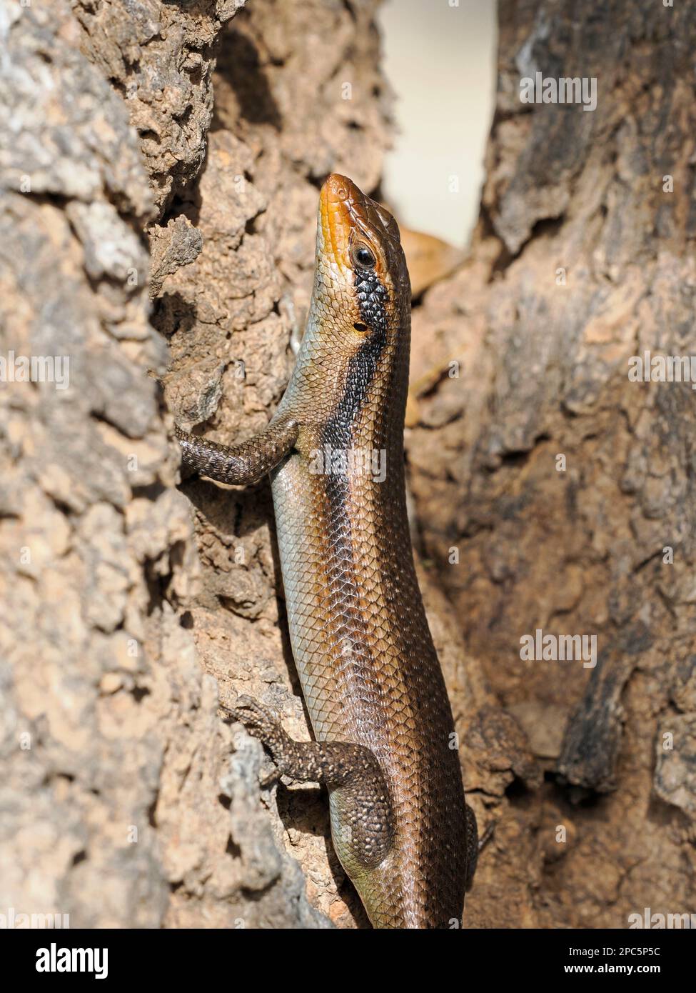 Wahlberg’s Skink (Trachylepis wahlbergii) adult resting in crevice in tree, Namibia, January Stock Photo