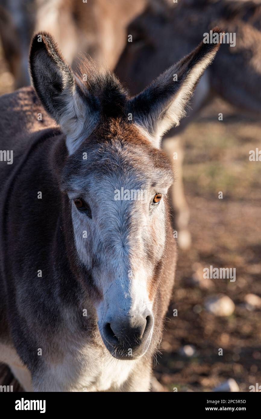 Donkey looking hi-res stock photography and images - Alamy