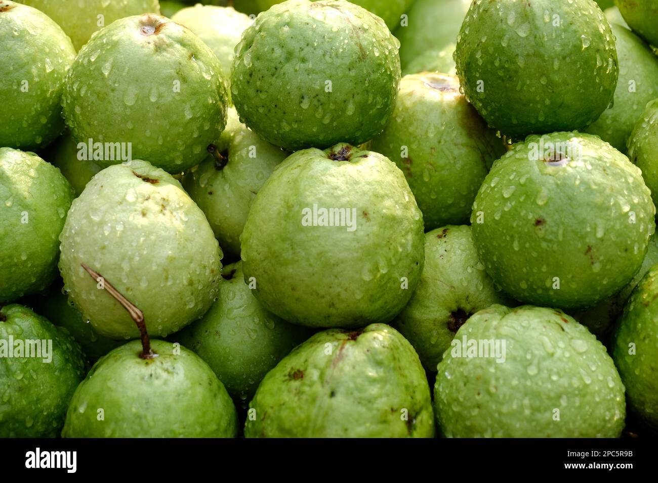 Organic guava fruit. green guava fruit hanging on tree in agriculture