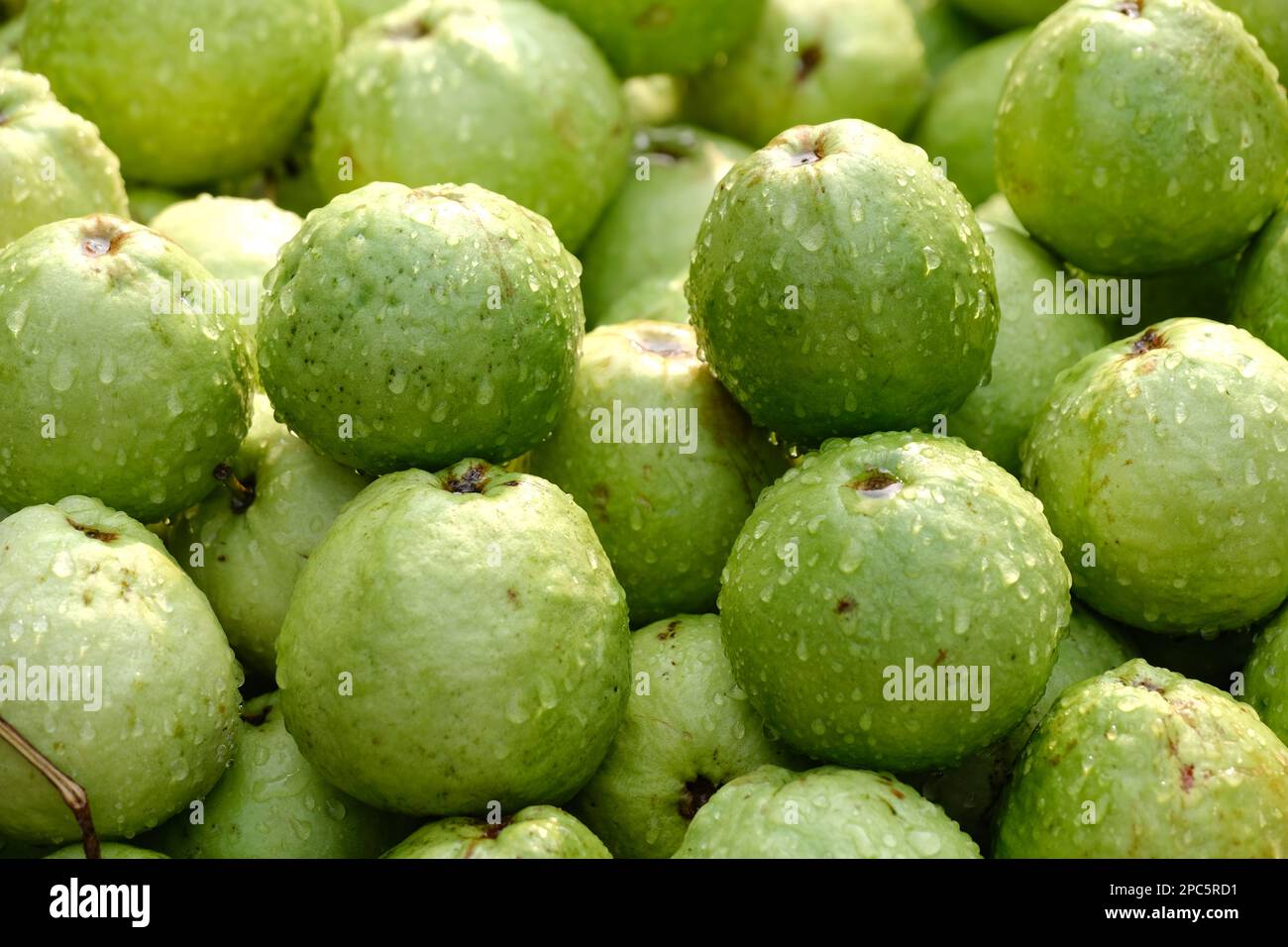 Organic guava fruit. green guava fruit hanging on tree in agriculture