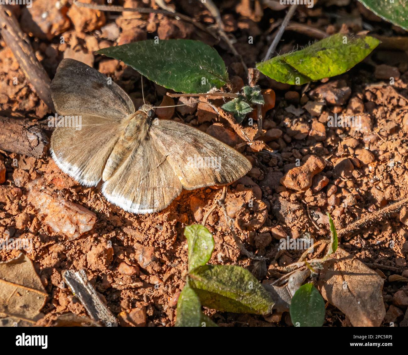 A Tagiades japetus butterfly sitting on ground Stock Photo - Alamy