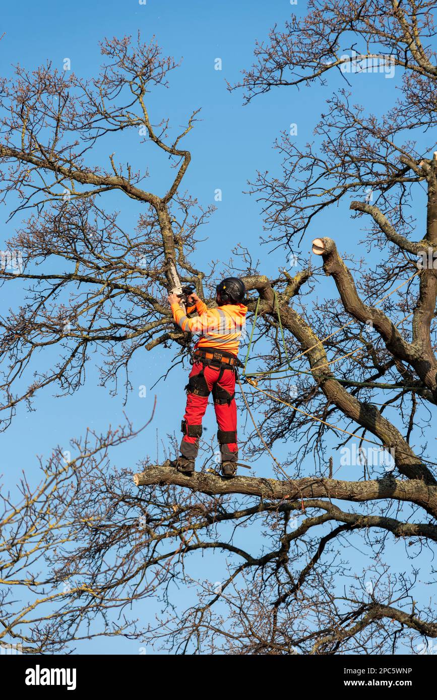 Holt Farm Oak Tree being chopped down following extended protests. Rochford, Essex, UK. Tree surgeon cutting ancient oak tree. Safety equipment Stock Photo