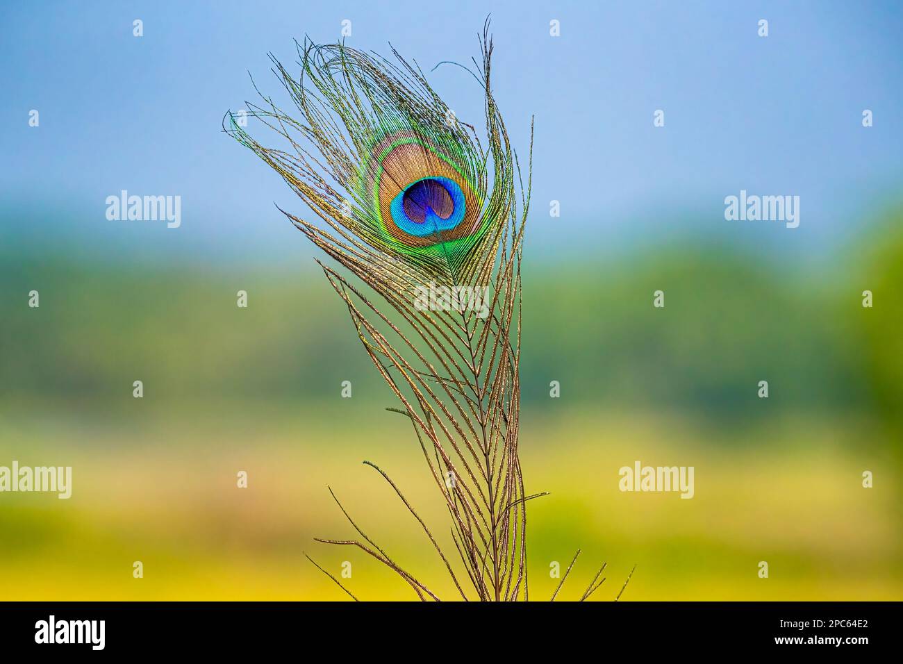 A Peacock feather in its full beauty Stock Photo