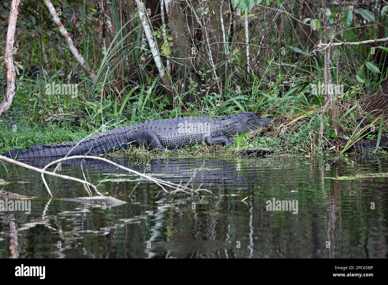 Big Alligator - Florida Stock Photo