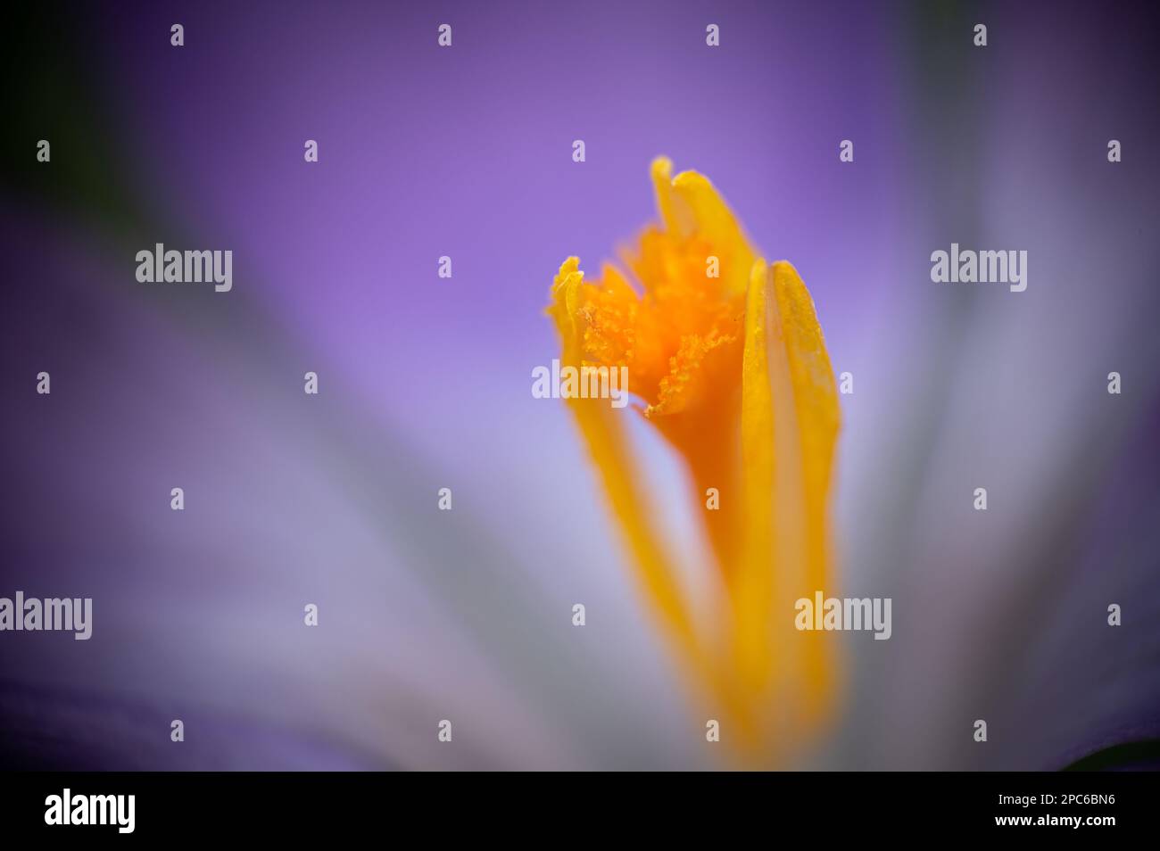 Extreme macro photograph. Extreme close up to crocuses (croci). Shallow depth of field, soft focus, abstract. Purple, Yellow and orange tones. Stock Photo