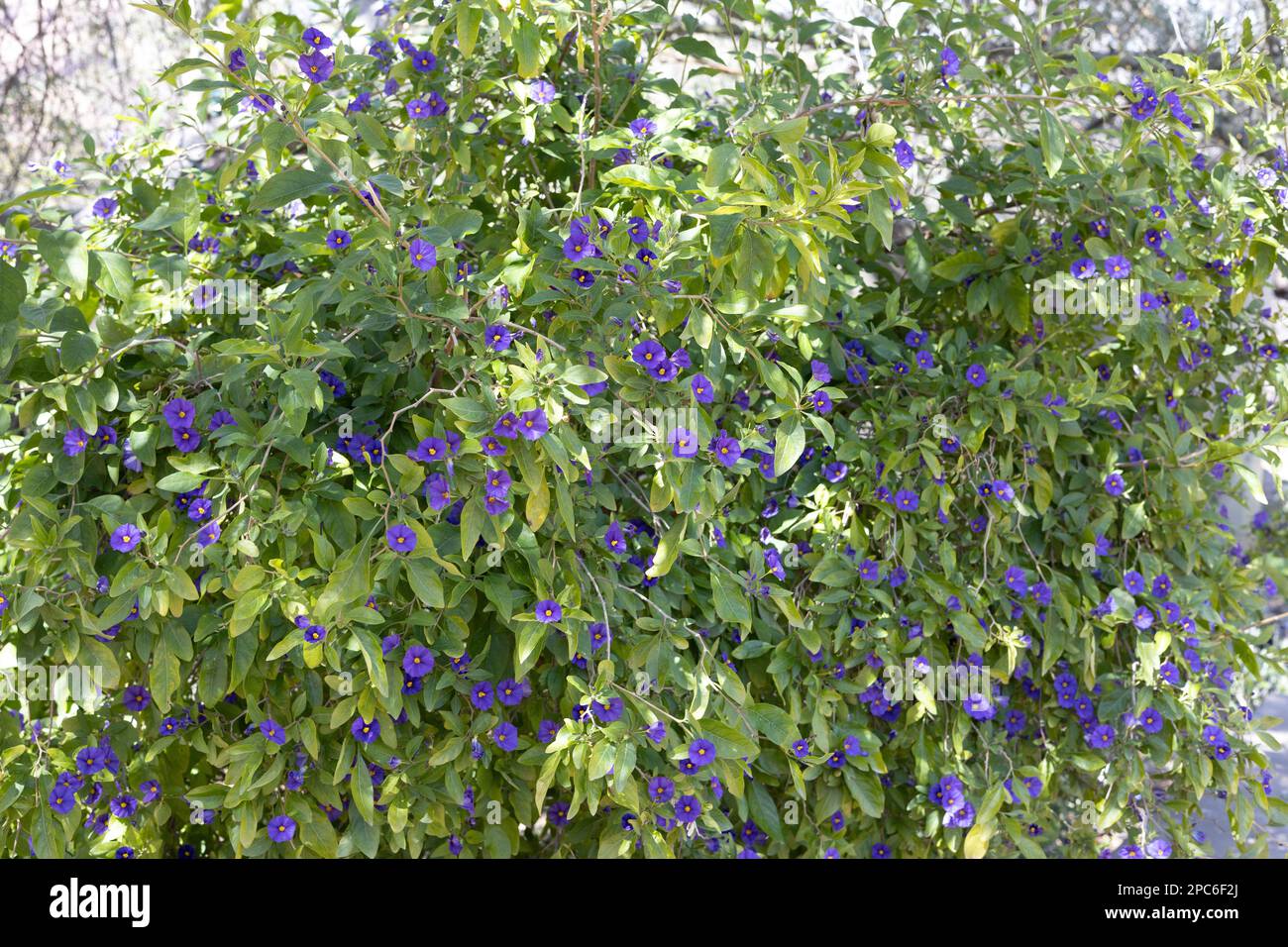 Solanum nightshade, flowering. Stock Photo