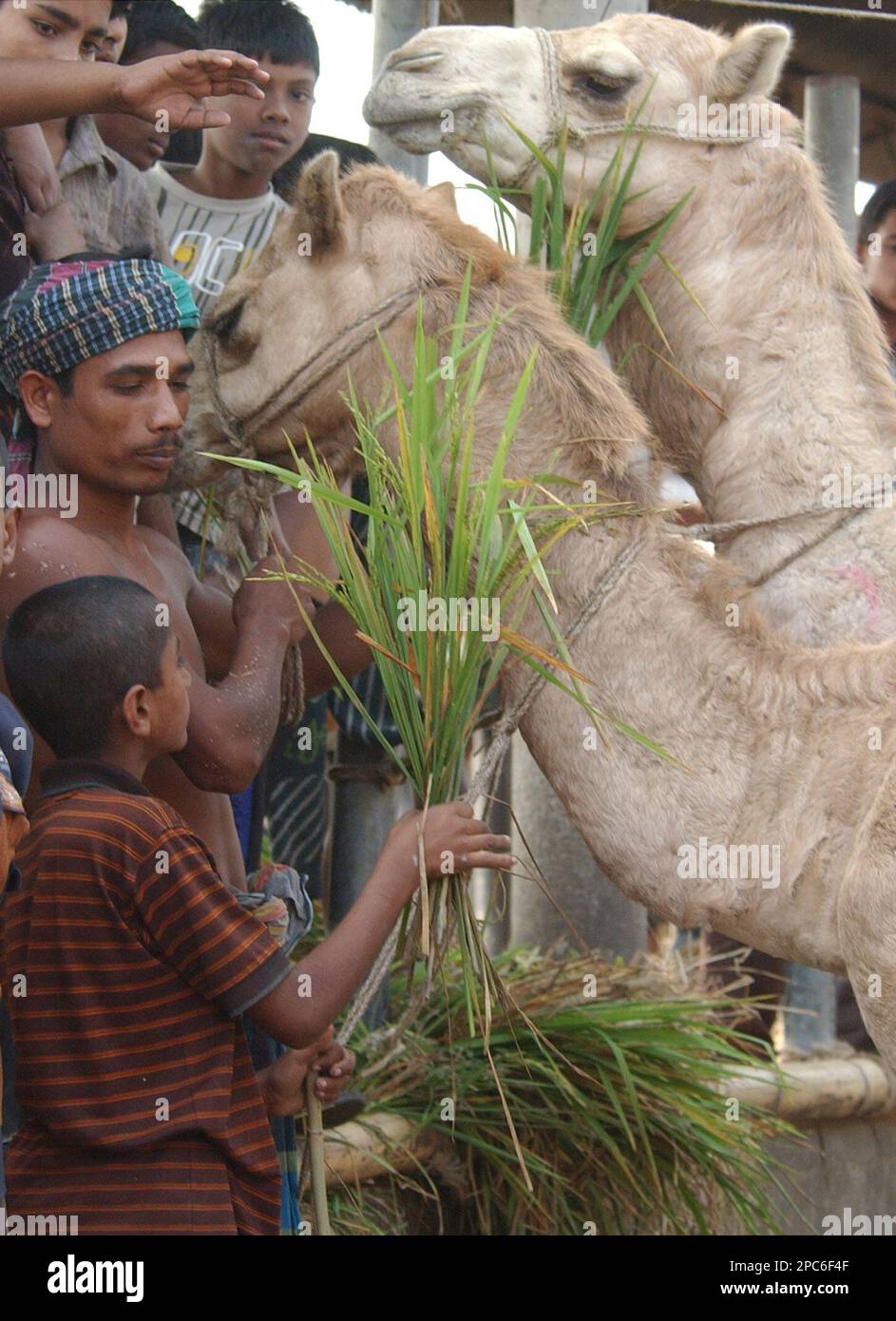 Bangladeshi children feed a sacrificial camel ahead of the Muslim holy