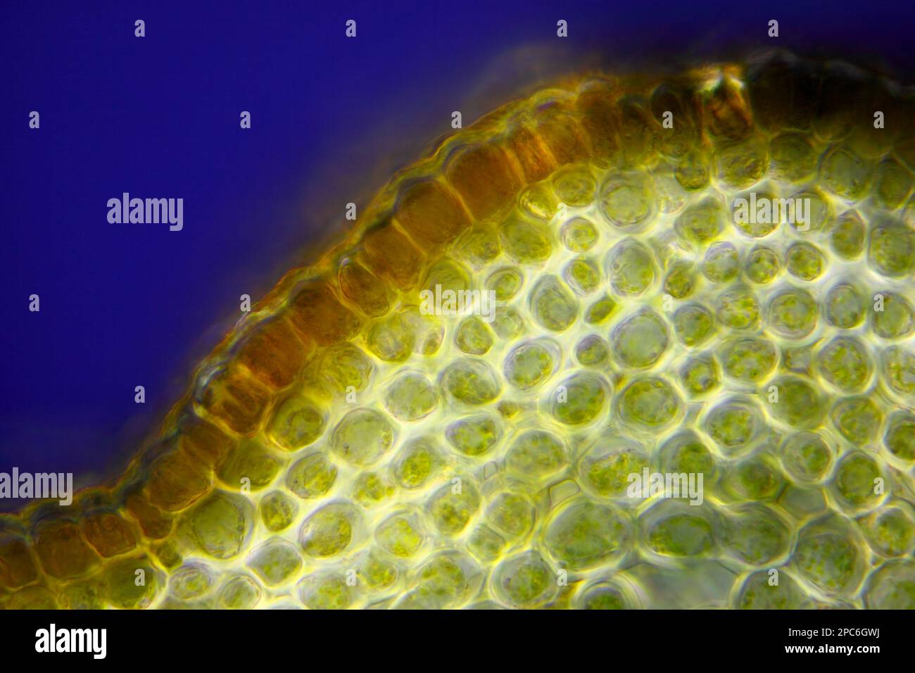 Microscopic view of Border forsythia (Forsythia x intermedia) stem cross-section. Polarized light with crossed polarizers. Stock Photo