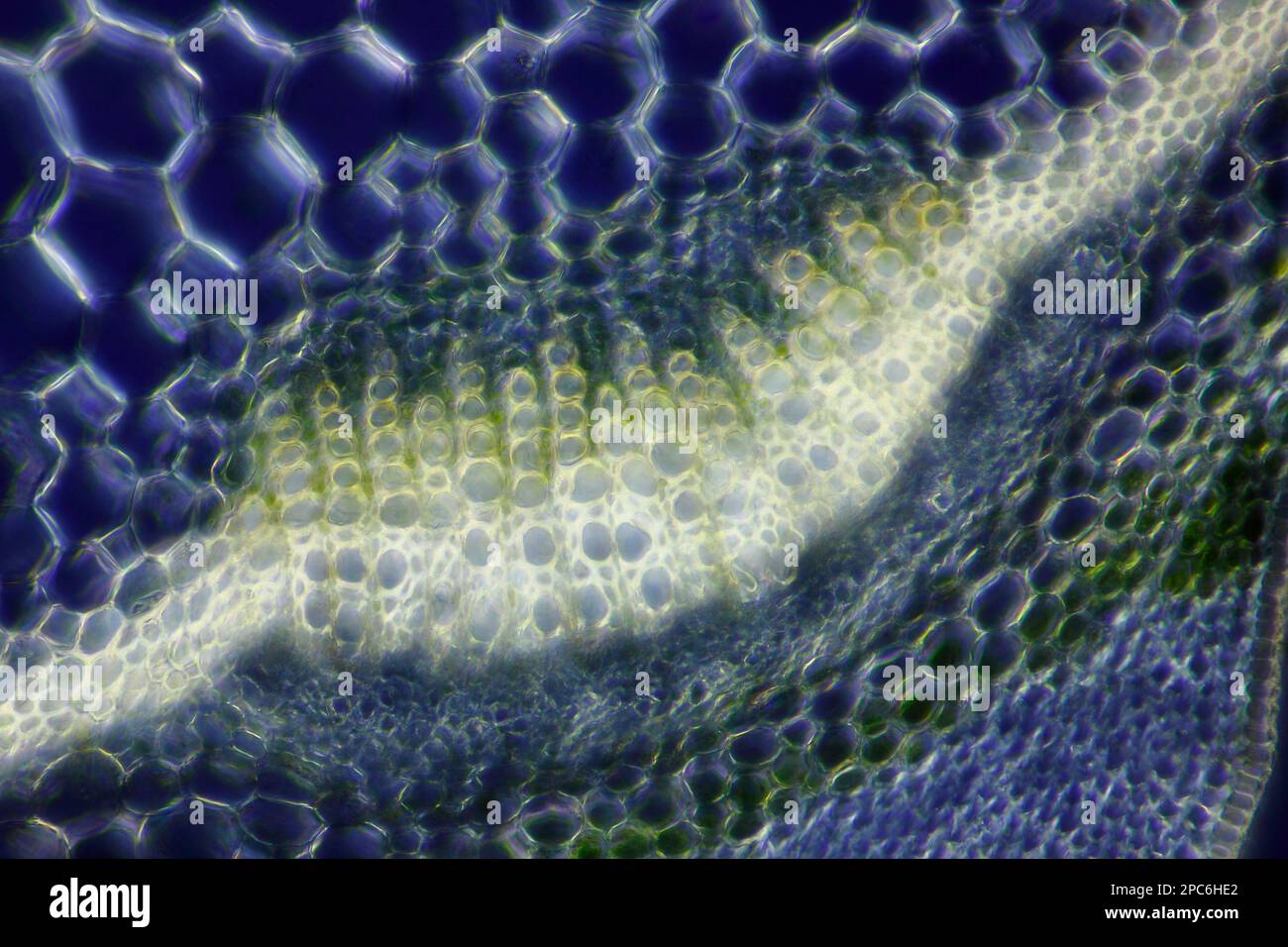 Microscopic view of Spurge (Euphorbia sp.) vascular bundle. Polarized light with crossed polarizers. Stock Photo