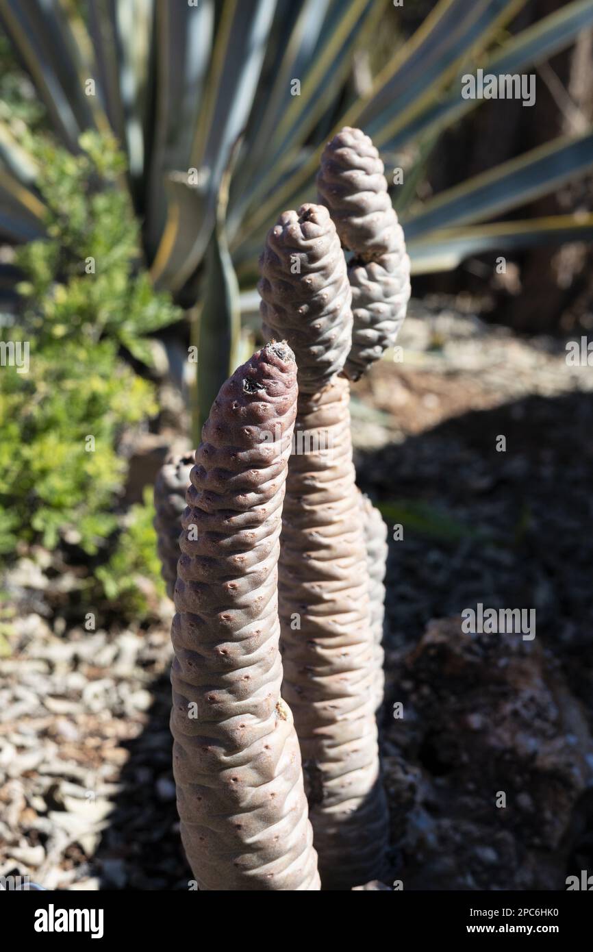 Tephrocactus articulatus - spruce cone cactus. Stock Photo
