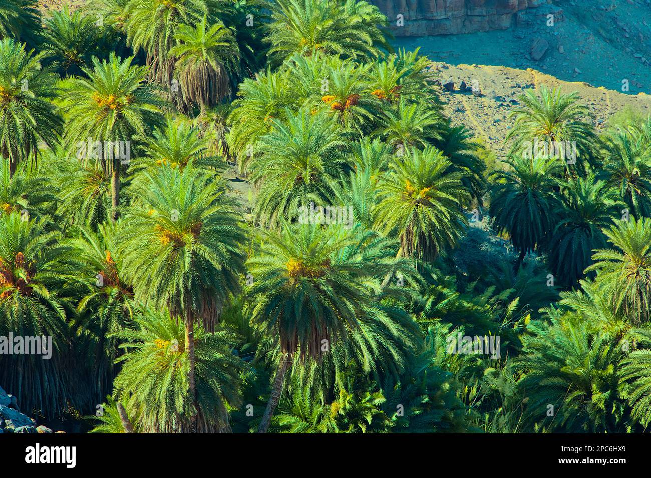Green oasis with many palm trees surrounded by the desert Stock Photo