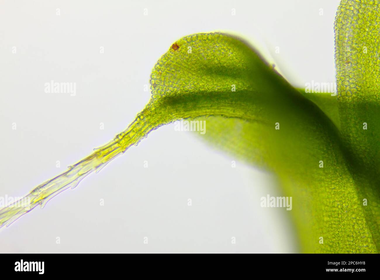 Microscopic view of moss leaf tip. Brightfield illumination. Stock Photo