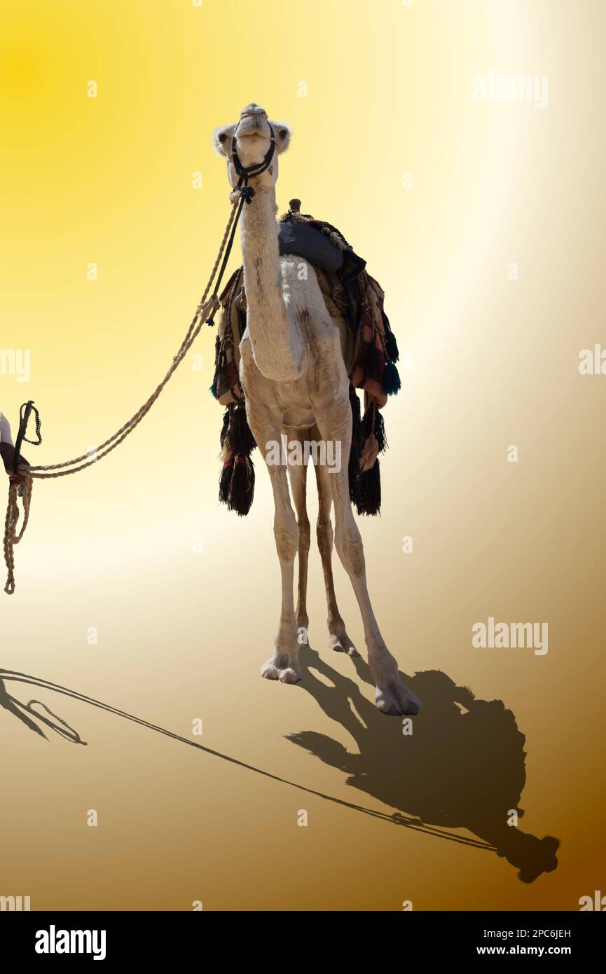 An arabian one-humped dromedary camel against a yellow and brown colored background Stock Photo