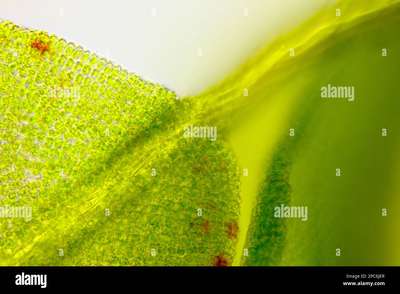 Microscopic view of moss leaf detail. Brightfield illumination. Stock Photo