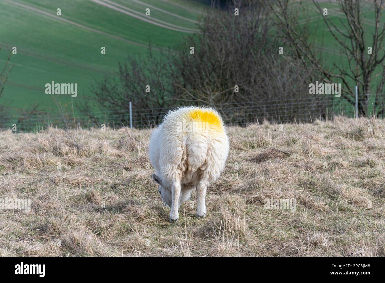 Sheep marked with yellow paint on rump Stock Photo