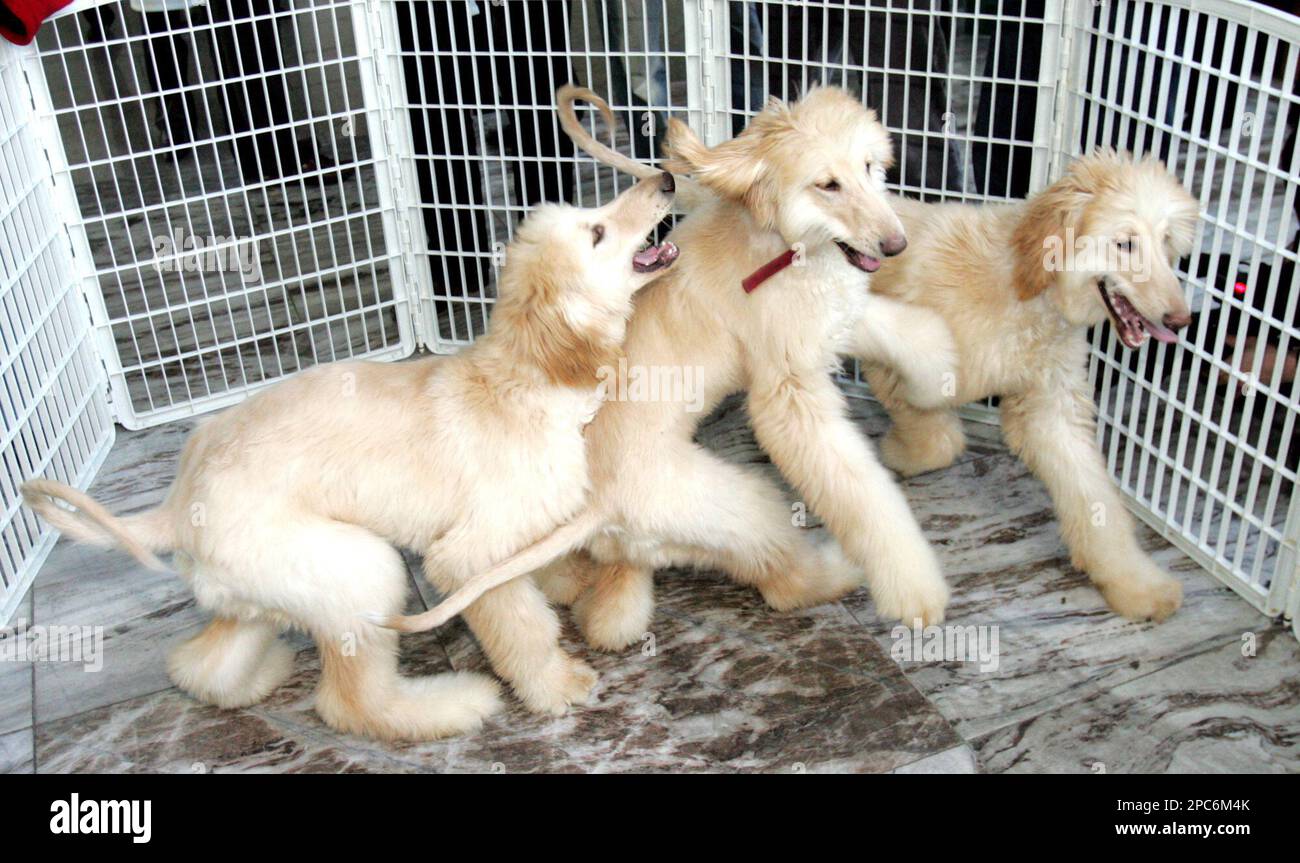 Three female cloned dogs Bona, right, Hope, center, and Peace are seen at the veterinary school of the Seoul National University in Seoul, Monday, Dec. 18, 2006. Seoul National University professor Lee Byeong-chun, a former key collaborator of disgraced South Korean cloning scientist Hwang Woo-suk, claimed Monday that he succeeded in cloning a female dog, following last year's breakthrough of creating the world's first cloned dog, which was male. (AP Photo/Ahn Young-joon) Stock Photo