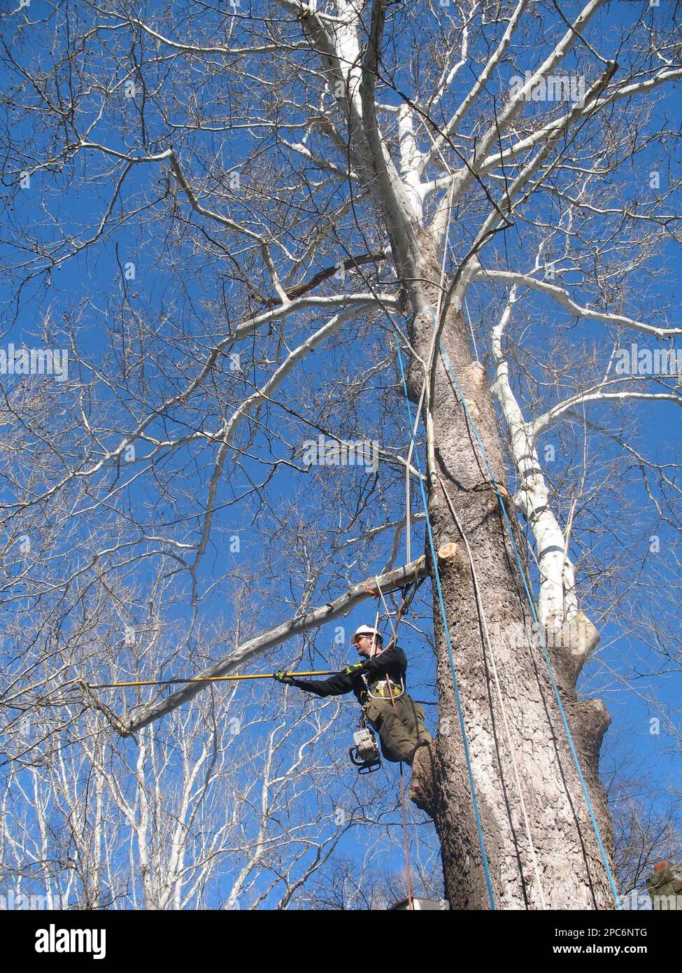 arbor experts john hawkins attached to a system of ropes while trimming branches high up in an american sycamore tree friday dec 15 2006 in story ind on friday arborists hired by story inn owner rick hofstetter climbed about 30 feet up into the 110 foot tall tree using chain saws to cut away limbs that were improperly cut years ago their work eliminated weak spots that could have invited disease rings from a core sample indicate the tree growing in the middle of the inns courtyard is more than 160 years old ap photoherald times laura lane 2PC6NTG