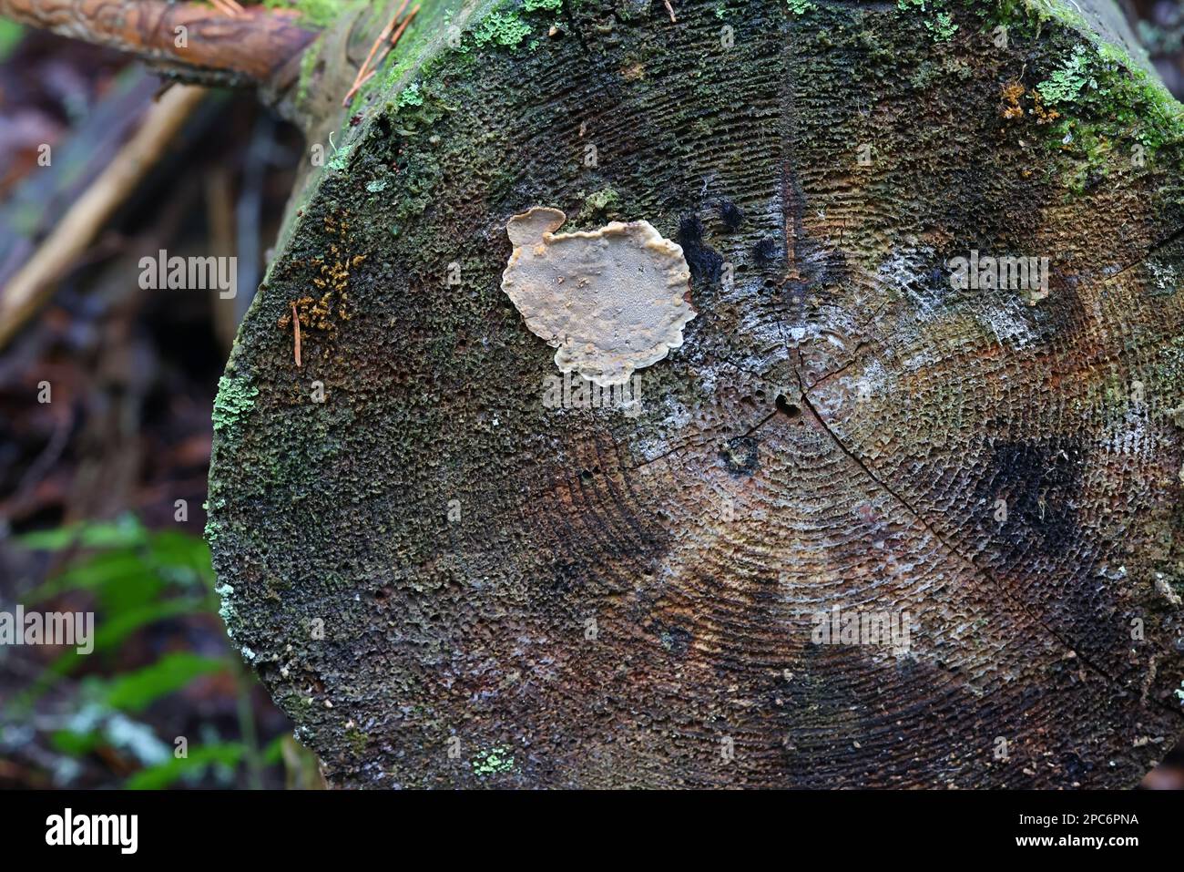Phellinus nigrolimitatus, a bracket fugus growing on spruce log in Finland, no common English name Stock Photo