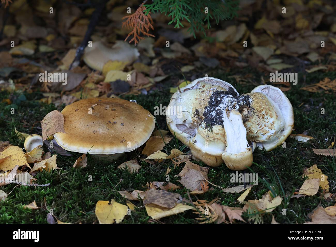 Cortinarius triumphans, commonly known as birch webcap or yellow girdled webcap, wild mushroom from Finland Stock Photo