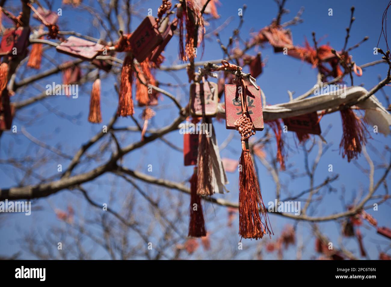 A closeup of a tree with red tassels hanging from its branches Stock