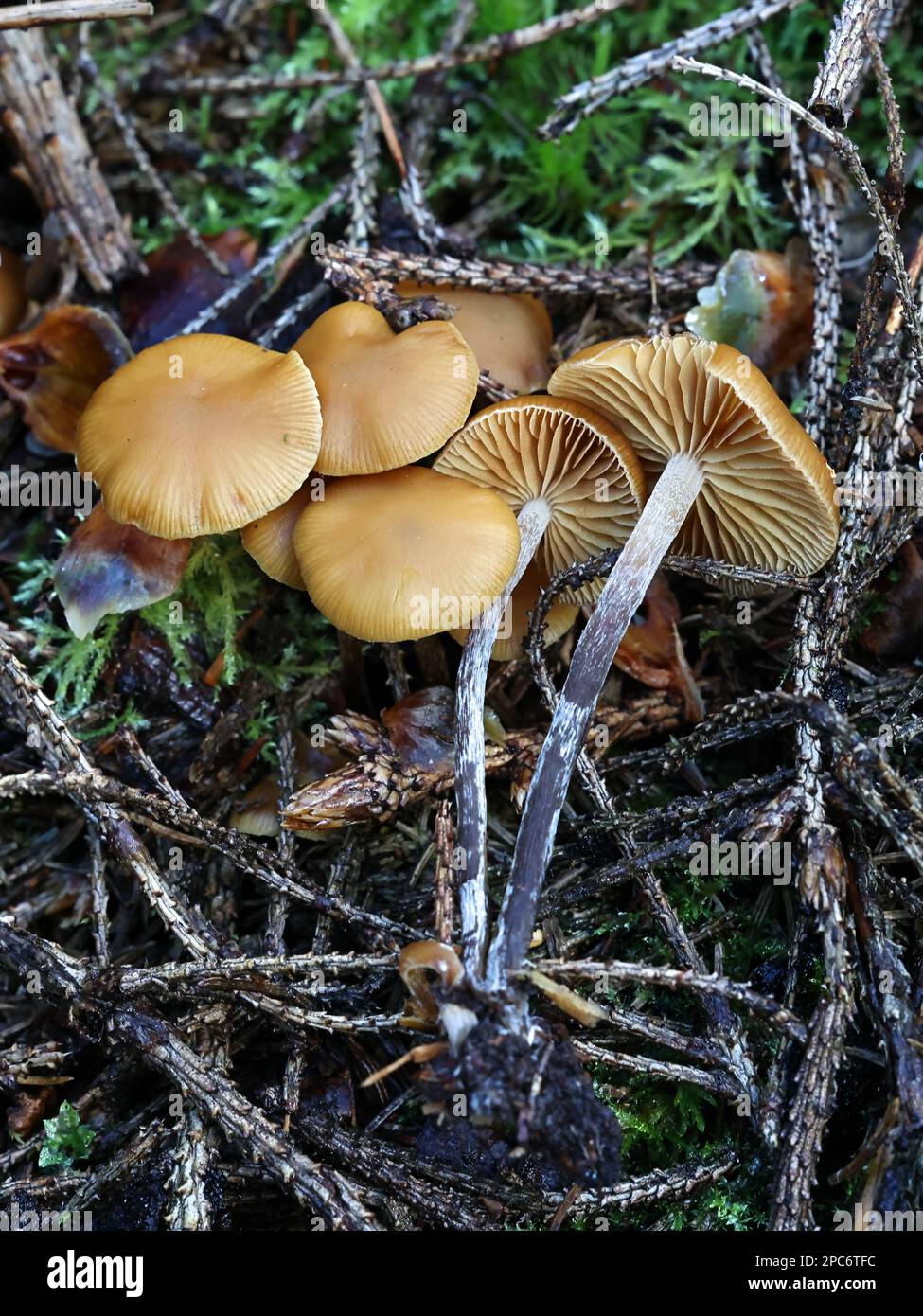 Galerina marginata, known as funeral bell, deadly skullcap or deadly